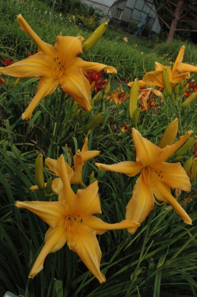 LILY DACHE