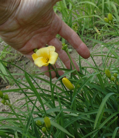 LITTLE LEMON ZIP