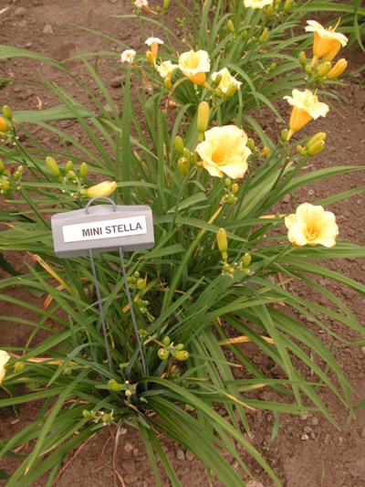 MINI STELLA