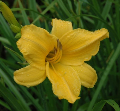 OLALLIE AUTUMN GOLD
