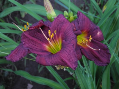 OLALLIE CLASSIC JOYFUL BEAUTY (37-11)