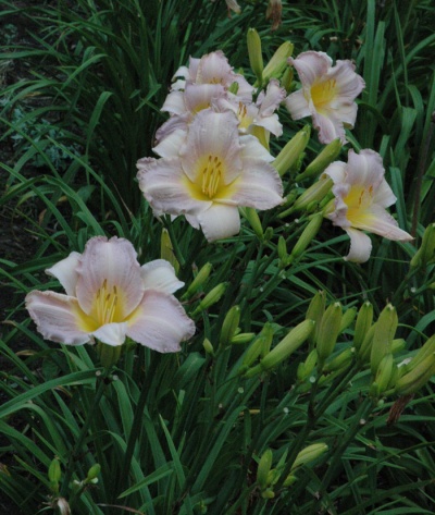 OLALLIE LIGHT HEARTED