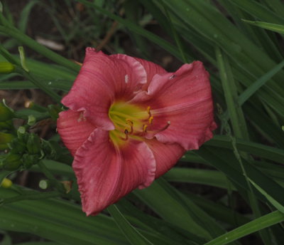 o-wendy-0624-500px
