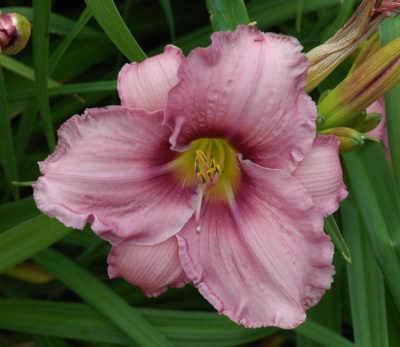 OLALLIE HENRY BROMELL (22-05)