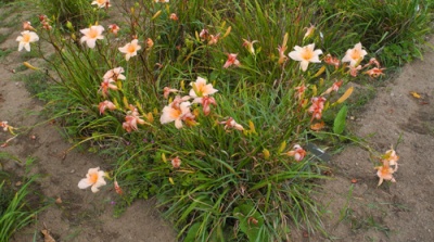 OLALLIE LITTLE PINKY (VT)