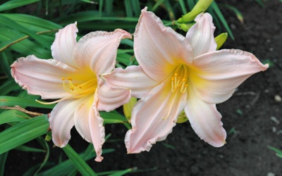 OLALLIE PINK LADY