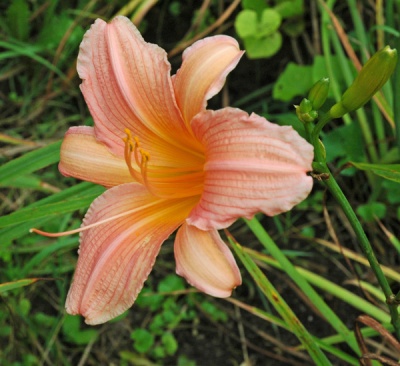 OLALLIE MACK