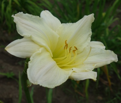 OLALLIE BROTHER BYRON (30-34-2014)