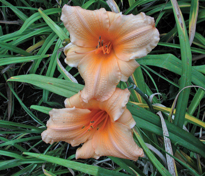 olallie-ellen-8-9-01-500px