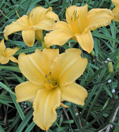 OLALLIE GOLD
