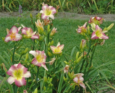 OLALLIE KEITH