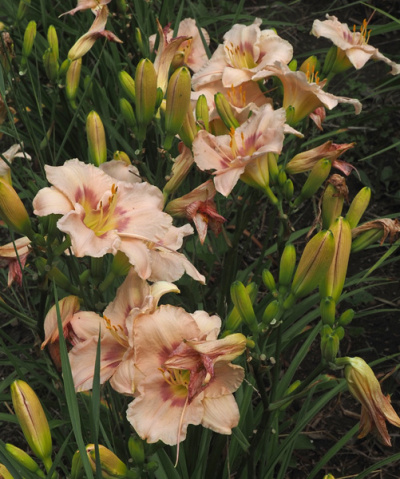 olallie-kurts-ophelia-23-600px