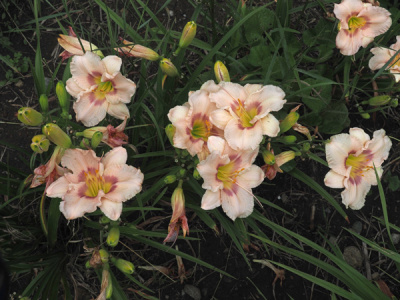 olallie-kurts-ophelia-23a-600px