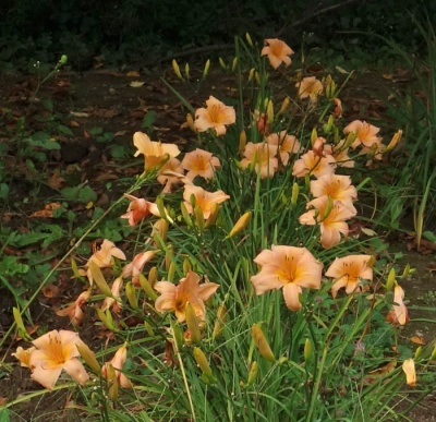OLALLIE LATE RISER
