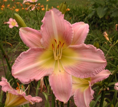 Daylily