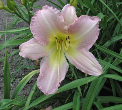 Daylily Olallie Lavender