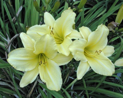 OLALLIE LIME