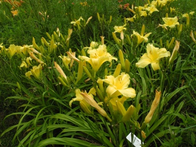 OLALLIE LIME