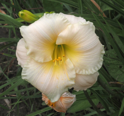 olallie-live-on-louie-23a-600px