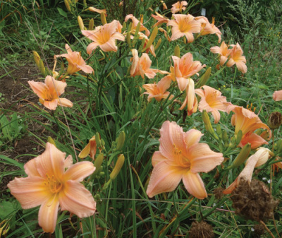 olallie-mack-row-500px