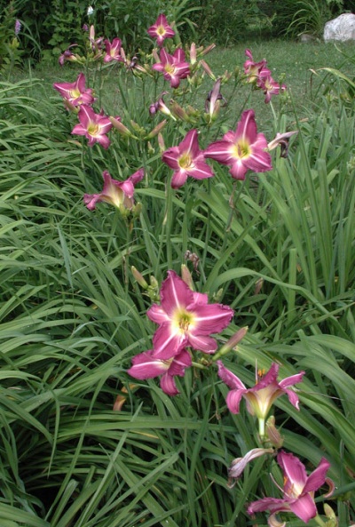 OLALLIE PERKY PURPLE