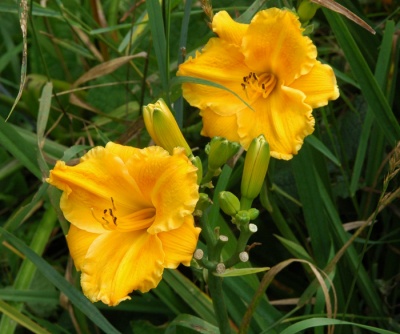 OLALLIE PETITE
