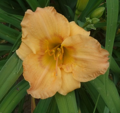 OLALLIE ROMA AMELIA (6-11)