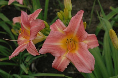 OLALLIE ROSE