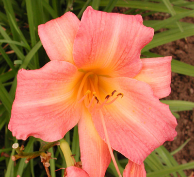 olallie-rose-8_7_03-500px