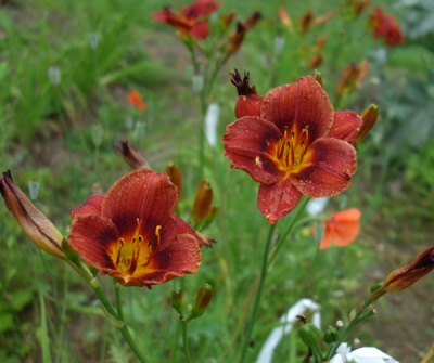 OLALLIE VERNAL CHERRY