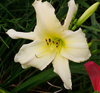 OLALLIE WHITE STAR