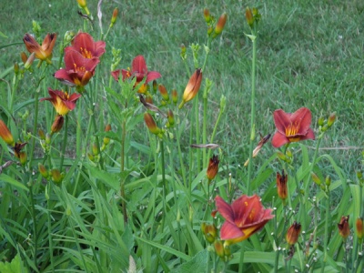 OLALLIE VERNAL CHERRY