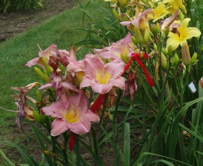 PRAIRIE PORCELAIN