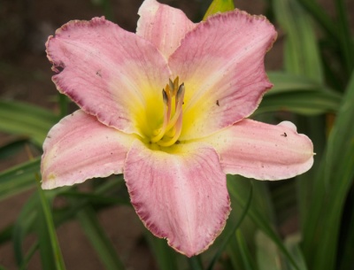PRAIRIE PORCELAIN