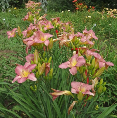 PRAIRIE PORCELAIN