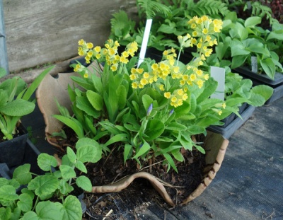 Primula veris