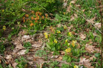 Primula veris