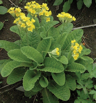 Primula veris