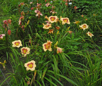 rainbow-candy-clumps-600px