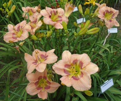 daylily