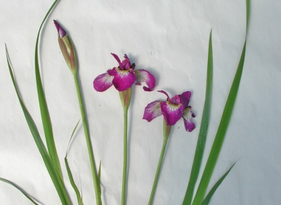 Iris siberica RUBY WINE
