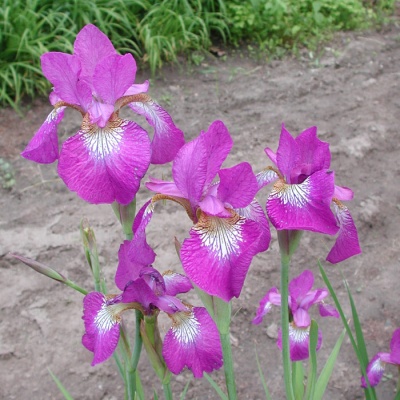 Iris siberica RUBY WINE