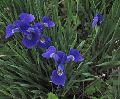 sib-iris-mix--05241500px