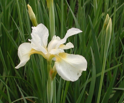 Iris siberica SNOW BEAUTY
