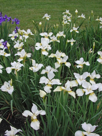 Iris siberica SNOW BEAUTY