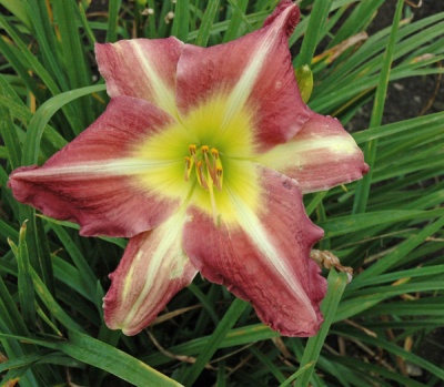 Stripes On Purple daylily