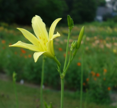 Super Duper Tall (VT)