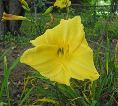 Very Special Ruffled Lemon Yellow (VT)