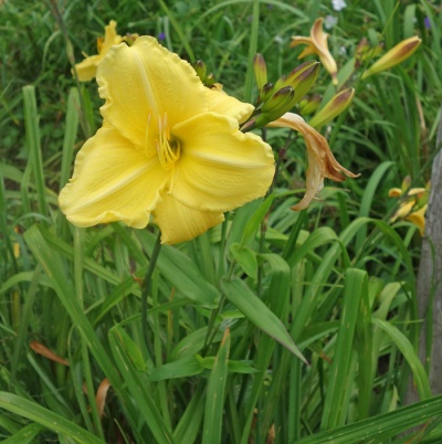 Very Special Ruffled Lemon Yellow (VT)