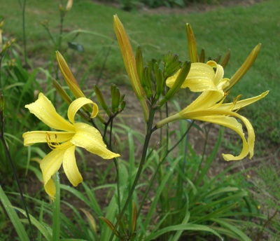 YELLOW HORNET